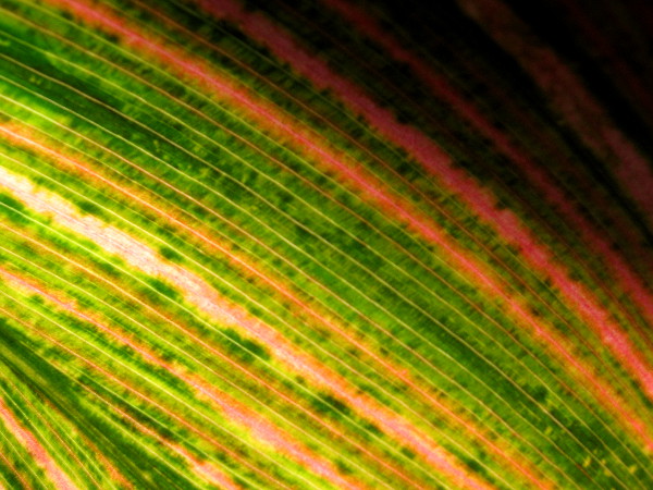 Close up photo of intricately beautiful strands of color in a canna leaf.