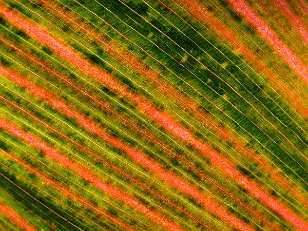 Orange and green textures seem layered in this Canna leaf, a small miracle captured by camera.