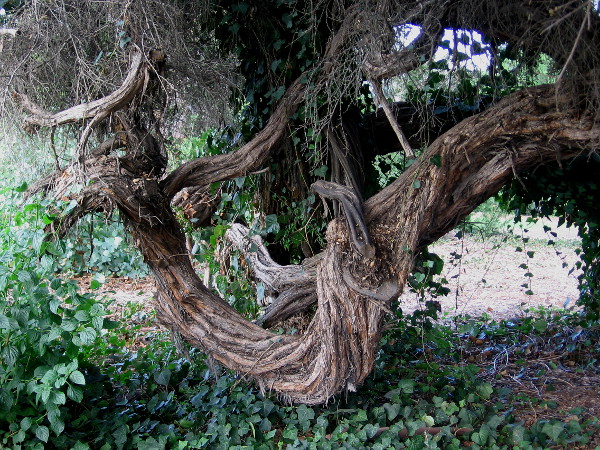 Bent, twisted, but unbroken by eternal forces of nature.