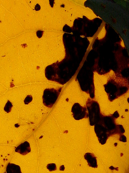 Close-up photo of mottled yellow leaf of one Fremont cottonwood. It is beautiful.